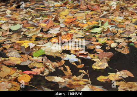 Herbstlaub auf dem Wasser schwimmt Stockfoto