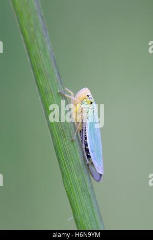 Grüne Leafhopper, Cicadella viridis Stockfoto