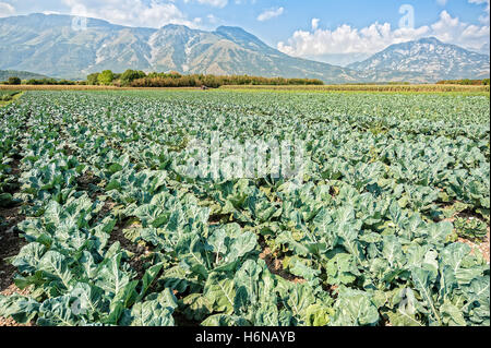 Anbau von Gemüse. Großen Bereich der Brokkoli an einem Sommertag. Stockfoto