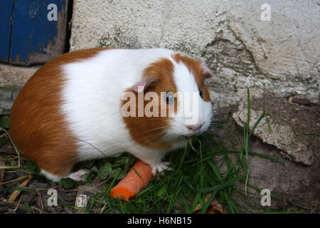 Meerschweinchen mit Karotten Stockfoto
