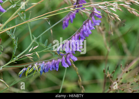 Blume und Samenkapseln von getufteten Wicke, Vicia Cracca, Berkshire, Juli Stockfoto