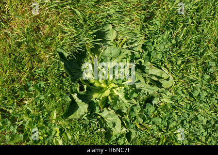 Rasenunkräuter, größere Wegerich (Plantago großen Stockfotografie Alamy