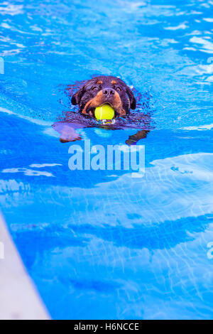 Rottweiler Hund schwimmen im Pool mit gelben Tennisball in den Mund Stockfoto