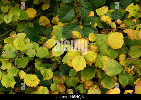 Hasel, Corylus Avellana, verlässt Farbwechsel von Grün nach gelb im Herbst, Berkshire, Oktober Stockfoto