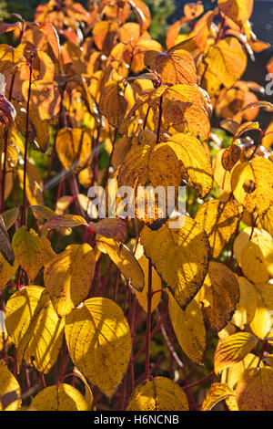 Roten bellte Hartriegel, Cornus Alba, mit Blätter drehen gelb und fallen im Herbst, Oktober Stockfoto