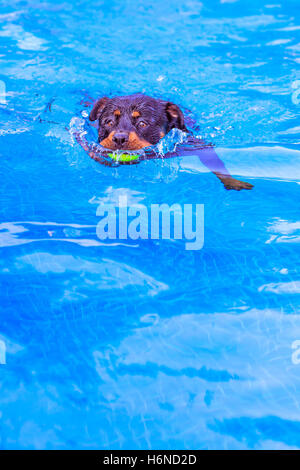 Rottweiler Hund schwimmen im Pool mit gelben Tennisball in den Mund Stockfoto