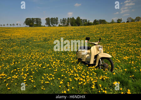 Rasenplätze Stockfoto