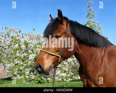 nützliche Tiere Stockfoto