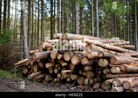 Umwelt Enviroment Baum Bäume Industrie Holzstamm Kiefer Schnittware Stack Muster Entwaldung hölzerne Protokollierung Holzstapel log Stockfoto