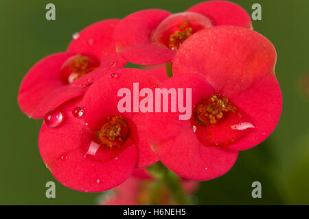 Dornenkrone, Euphorbia milii Stockfoto