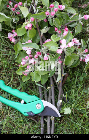 Gartenschere mit Niederlassungen Stockfoto