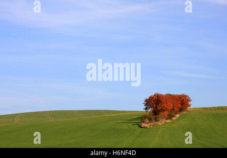 Rasenplätze Stockfoto