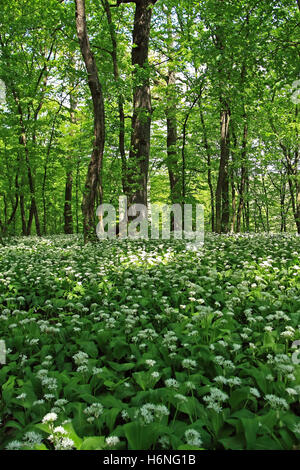 Bäume Wälder Stockfoto