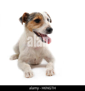 Haus Tiere Stockfoto