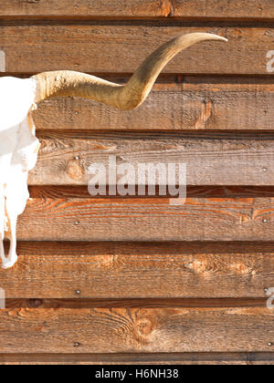 Nahaufnahme Makro Nahaufnahme Makro Aufnahme innen Kunst Lifestyle Closeup Holz Wand Schädel vertikale Kuh Dekoration Dielen Rinder Stockfoto