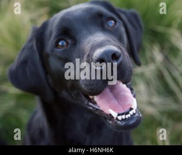 Nahaufnahme Foto von einem Happy Black Labrador Stockfoto