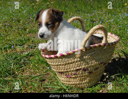 Haus Tiere Stockfoto