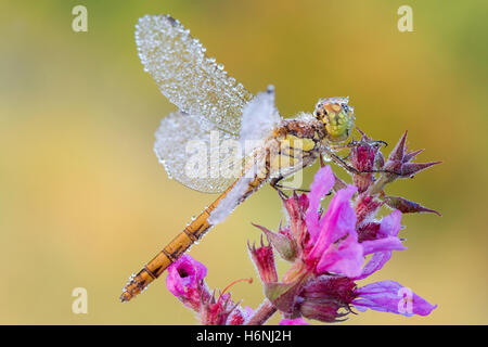 Vagrant darter Stockfoto