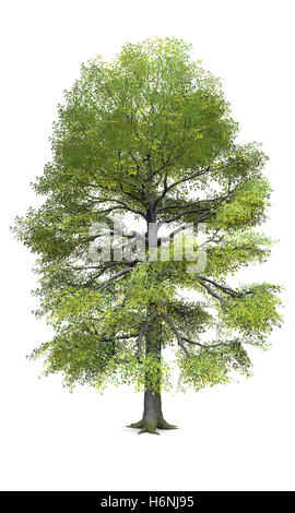 der Baum - isolierte 02 Stockfoto