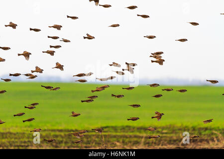 Herde von wilden Spatz fliegt über Feld Stockfoto