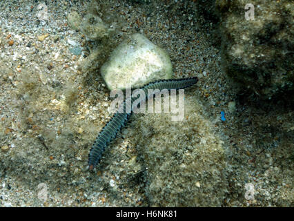 Bärtige Fireworm Hermodice Carunculata, Chalki, Dodekanes, Griechenland. Stockfoto