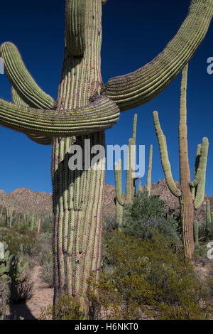 Tucson, Arizona - Saguaro Kaktus (Carnegiea Gigantea) im Saguaro National Park. Stockfoto
