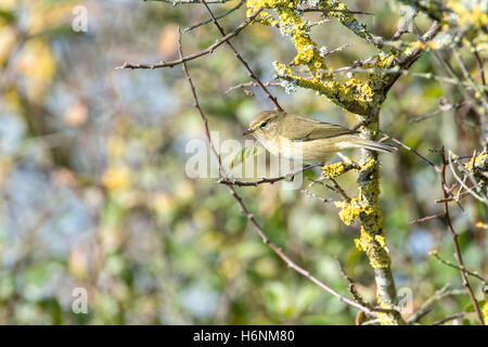 Zilpzalp (Phylloscopus Collybita) auf Nahrungssuche in küstennahen Peeling während des herbstlichen migration Stockfoto
