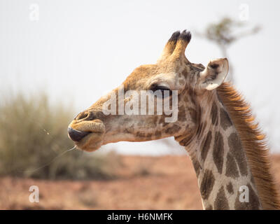 Porträt einer Giraffe, seine Lippen lecken, während Sie sabbern Stockfoto