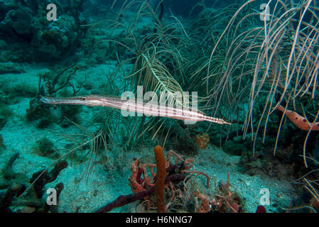 Trompetenfische in Martinique Stockfoto