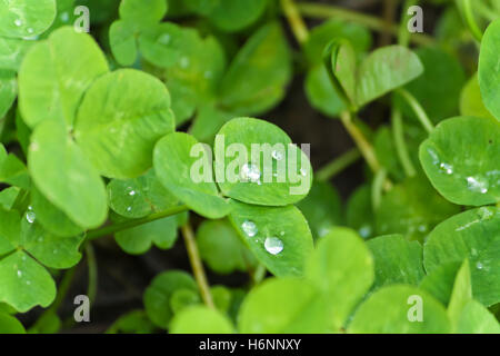 Tautropfen auf Kleeblätter. Stockfoto