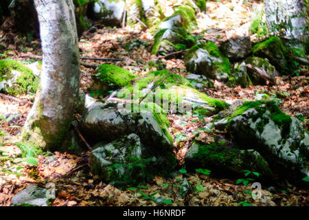 Moos auf den Felsen in den Wald, Slowenien Stockfoto