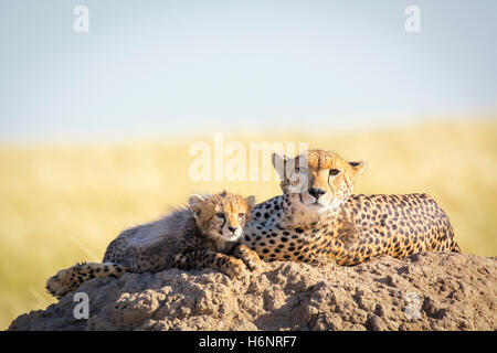 Wilden Geparden Mutter mit niedlichen kleinen Cub, Acinonyx Jubatus, Masai Mara National Reserve, Kenia, Ostafrika Stockfoto