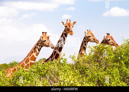 Vier retikuliert Giraffen Giraffe Giraffa Reticulata, peeking über Büsche, Buffalo Springs Game Reserve, Kenia, Afrika Stockfoto
