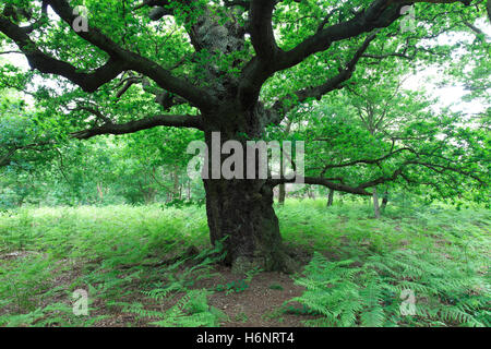 Frühling Farben, Englisch-Eiche (Quercus Robur) in Sherwood Forest SSSI, Nottinghamshire, England, Großbritannien, UK Stockfoto