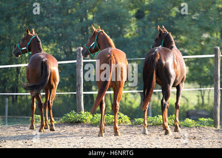 Schöne junge Pferde, Blick über den Zaun der Koppel Stockfoto