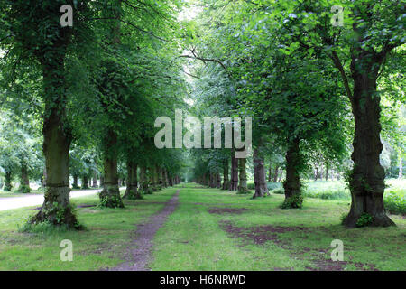 Farben, gemeinsame Lime Tree Avenue, (Tilia X vulgaris), Frühling Clumber Park, Nottinghamshire, England, Großbritannien, UK Stockfoto