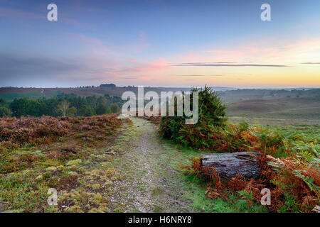 Ein Pfad führt durch gemeinsame Rockford an einem nebligen Morgen Morgen im New Forest National Park in Hampshire Stockfoto