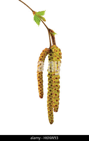 Birke Baum Catkin Zweig, Betula Pendel Ament stammen Makro Nahaufnahme Detail, junge Frühjahr Kätzchen Blätter, große vertikale isoliert Stockfoto