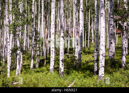 Spring Aspen Tree Forest in Colorado, USA, Scenic America, USA, USA, fs13,55, 300 ppi Stockfoto