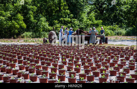 Amish Mennonite Mädchen Familie Pflanzen Setzlinge in Töpfe in Lancaster County, Pennsylvania, Dutch USA, Familie Farmszene Amish Land, Pa Bilder WP Stockfoto