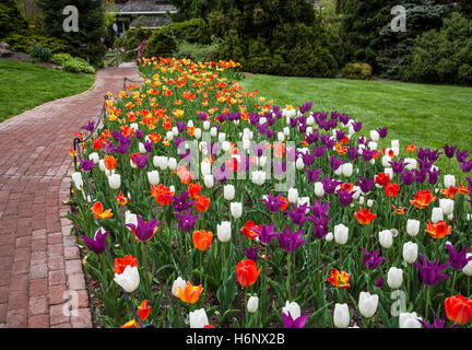 Schöner Frühlingsgarten Tulpen Gartenweg in Peddler Dorf, Bucks County, Pennsylvania, USA, bunten Garten Grenze Wanderweg Landschaftsgestaltung Stockfoto