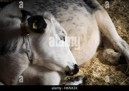 Ein Kalb der schwedischen Berg-Rasse, eine alte Landrasse (einheimische Rasse) aus dem Norden Schwedens, ruht auf Holzspänen Stockfoto