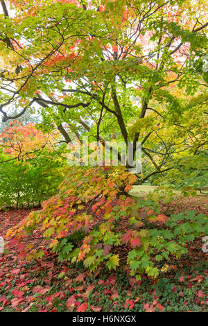 Japanische Ahornbäume im Herbst Farbe bei Westonbirt Staatsangehörig-Arboretum, Gloucestershire, England, UK Stockfoto