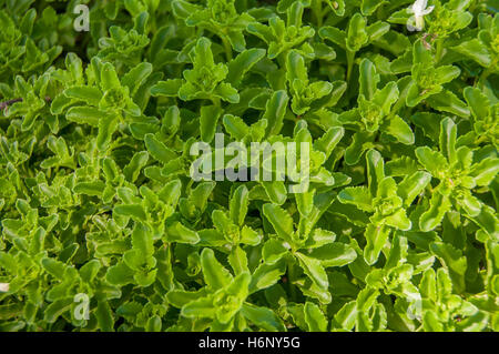 Pflanzen Sie im Blumenbeet im Park in Brampton, Ontario, Kanada Stockfoto