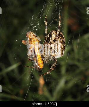 Spinne im Netz mit Beute gewickelt in Seide für das Essen. Stockfoto