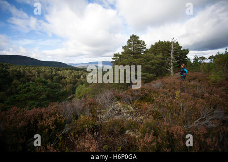 Eine weibliche Wanderer genießen die Aussicht entlang der Lairig Ghru Trail und über den Kaledonischen Wald in den schottischen Highlands in Richtung Rothiemurchus Estate Stockfoto