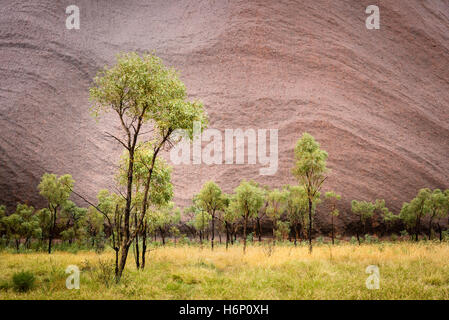 Detail der Bäume am Uluru bei nassem Wetter Stockfoto