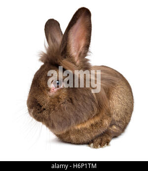 Lustige liegenden Schokolade gefärbt Löwenkopf Kaninchen Stockfoto