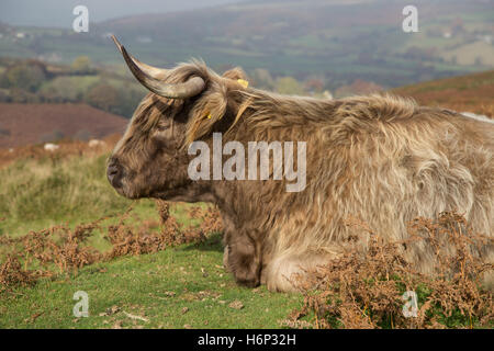 Highland Longhorn-Rinder auf Dartmoor, Devon, UK. Stockfoto