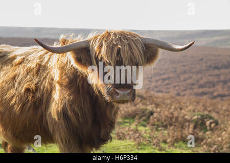 Highland Longhorn-Rinder auf Dartmoor, Devon, UK. Stockfoto